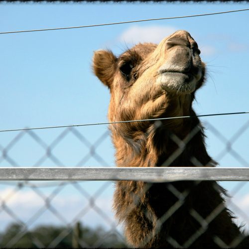 Escape for the day at the Fraser Coast Wildlife Sanctuary