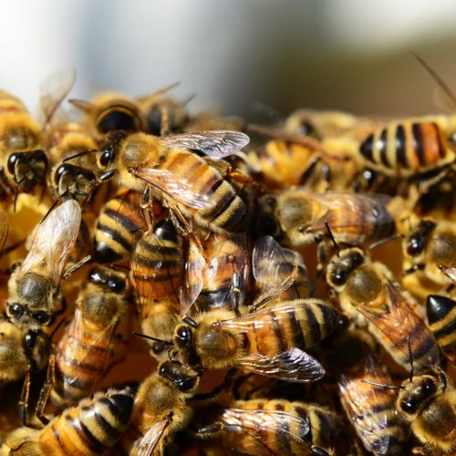 Beekeepers can help save our planet