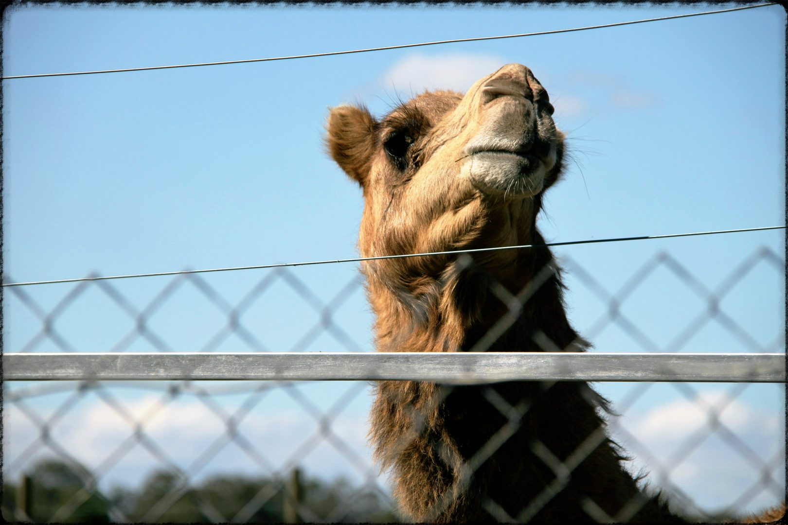 The Fraser Coast Wildlife Sanctuary