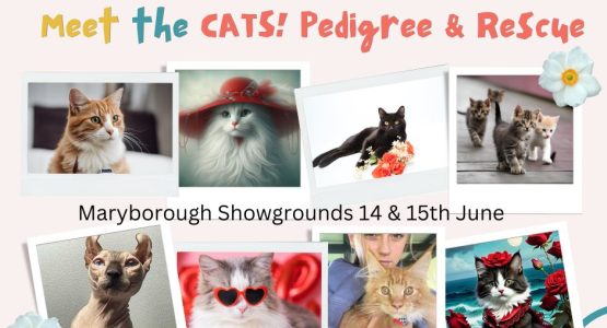 Cat Expo Cat Expo