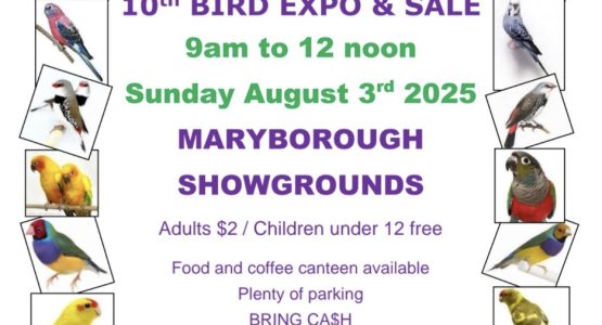 Hervey Bay Bird Sale