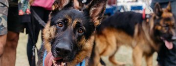 Last call for “Walkies!” – RSPCA’s Million Paws Walk returns this May for One Last Lap