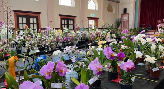 Orchid Show