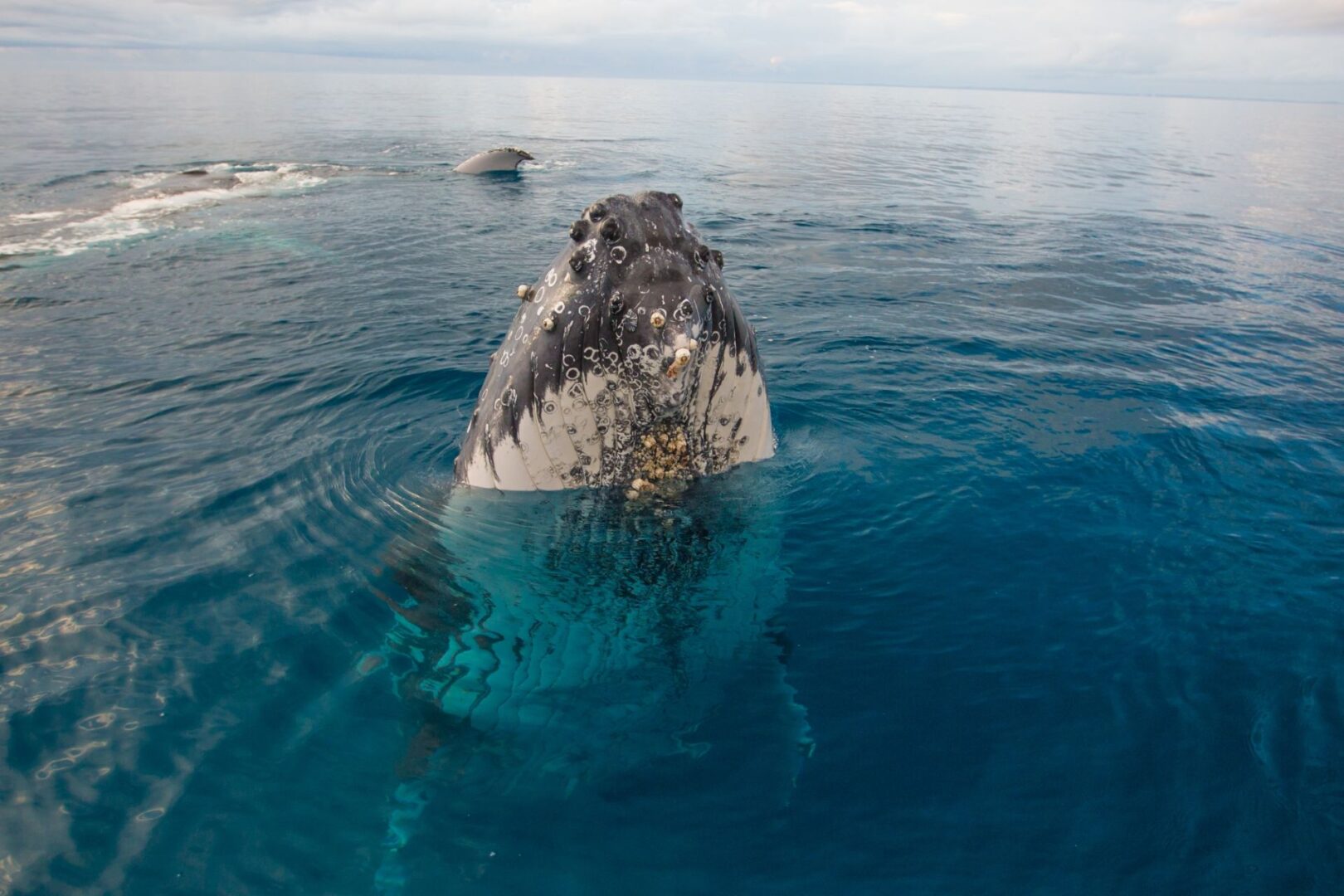 Hervey Bay: the heart of humpback whale season