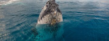 Hervey Bay: the heart of humpback whale season